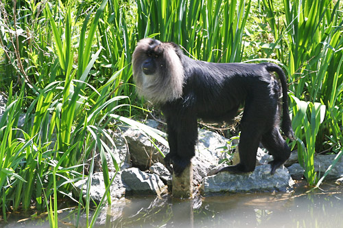 macaque ouanderou